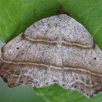 Laspeyria flexula