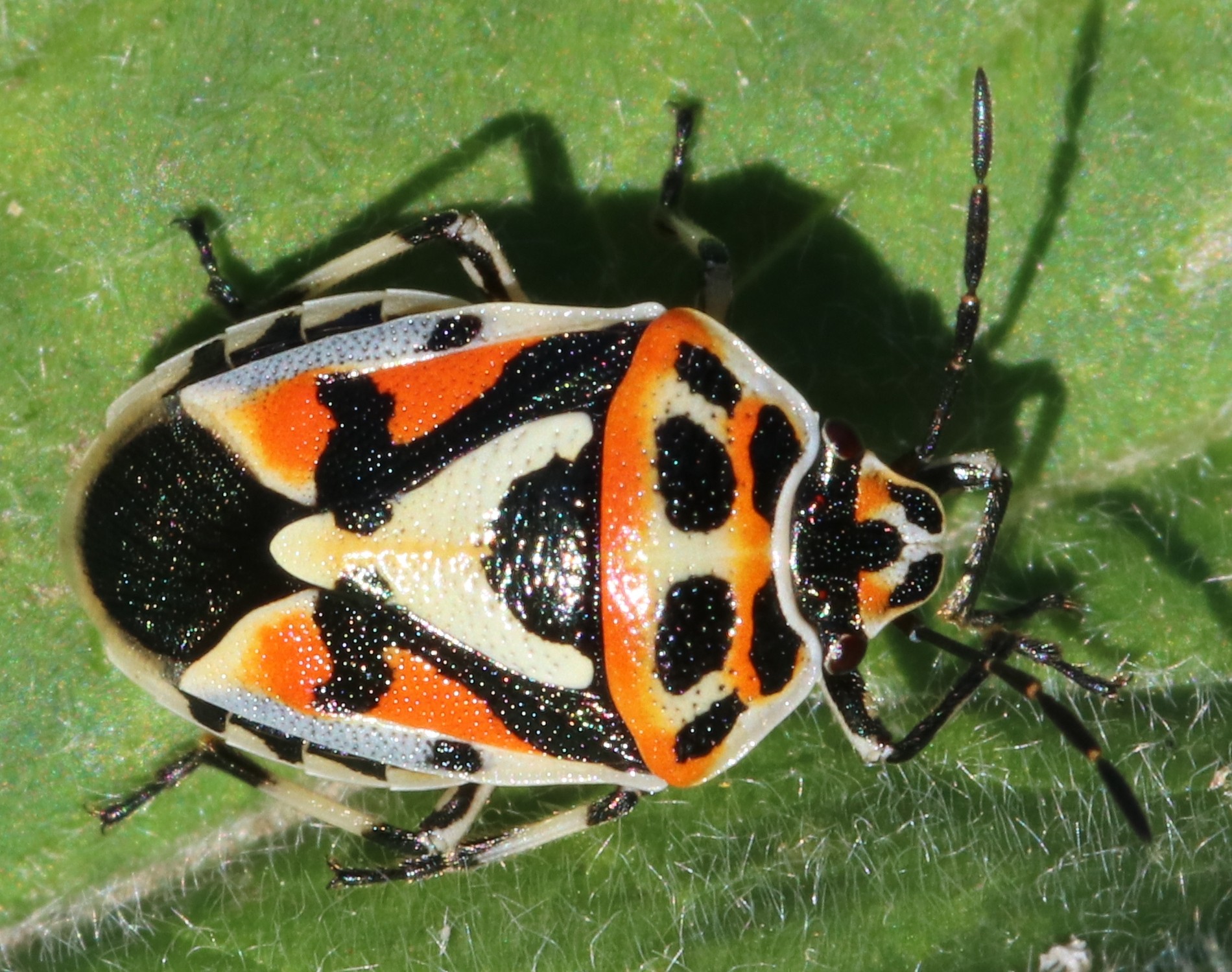 Eurydema ornata
