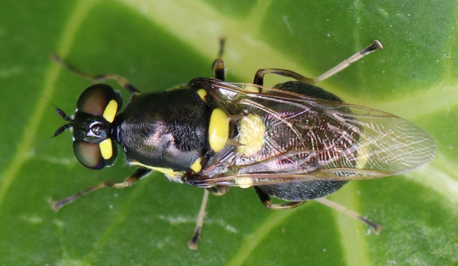 Oxycera leonina
