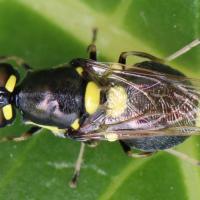 Oxycera leonina