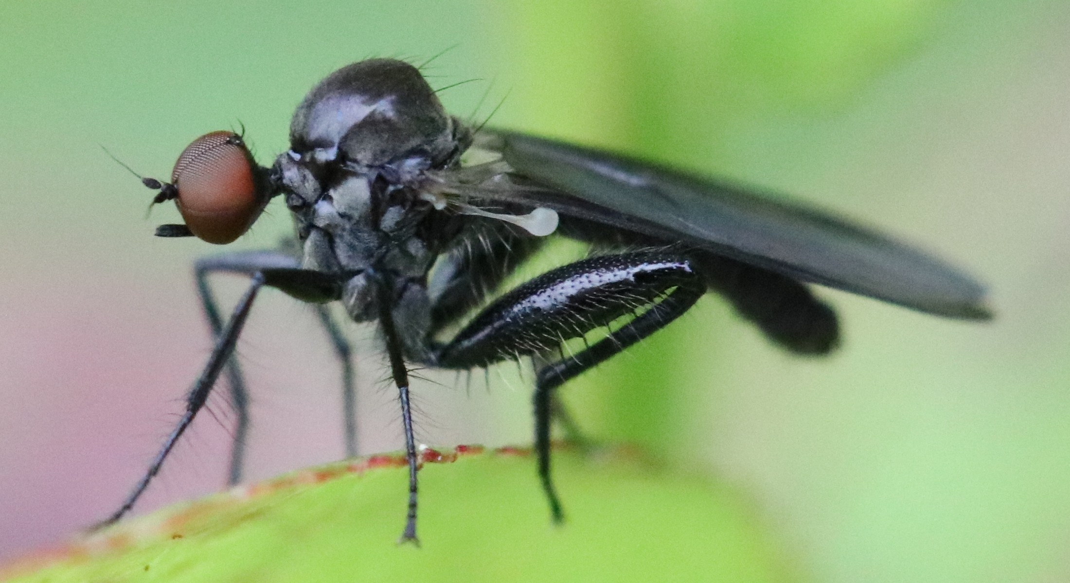 Hybos grossipes