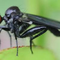 Hybos grossipes