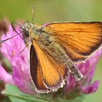 Thymelicus lineola