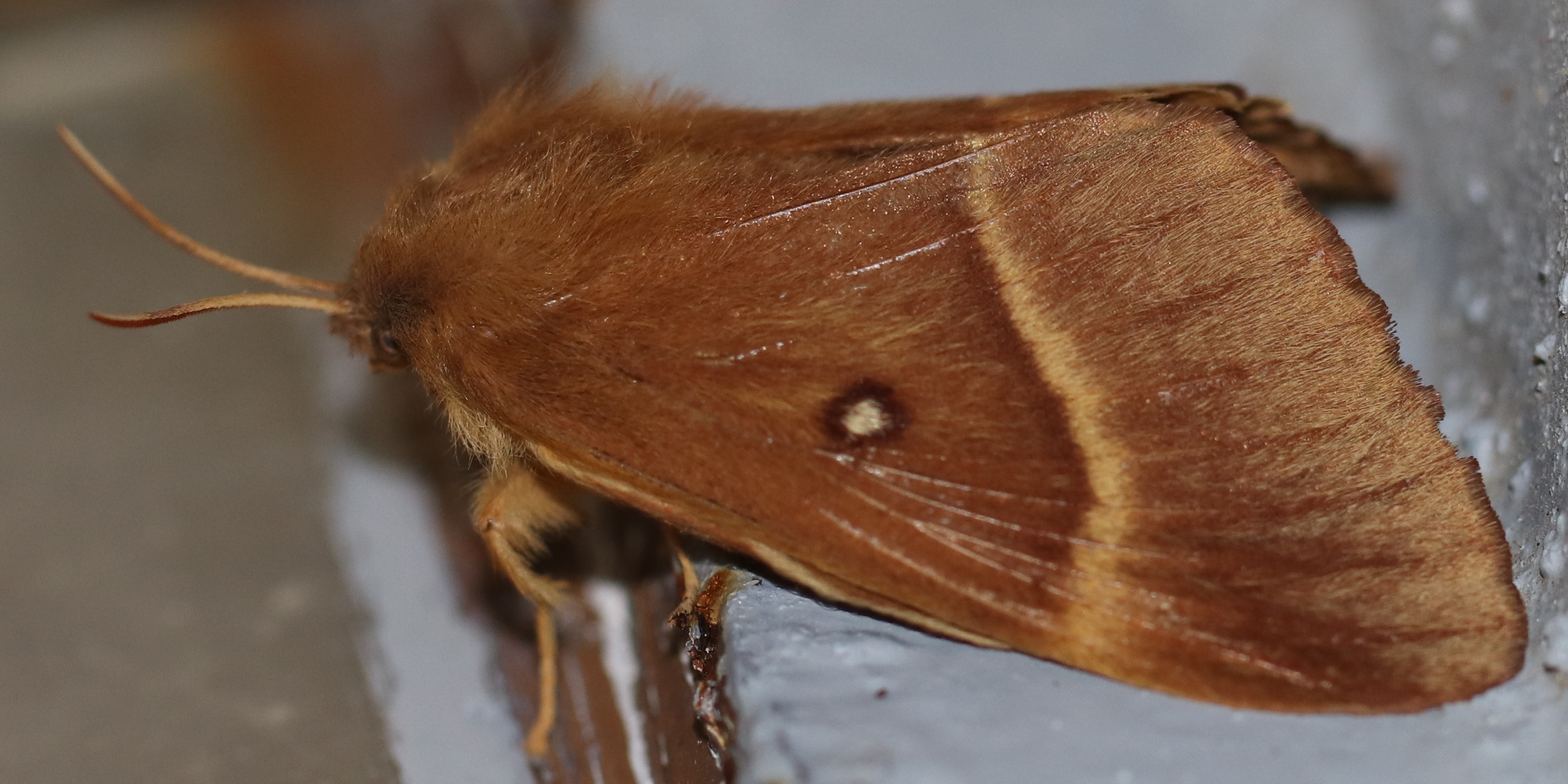 Lasiocampa quercus