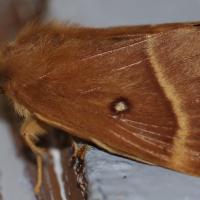 Lasiocampa quercus