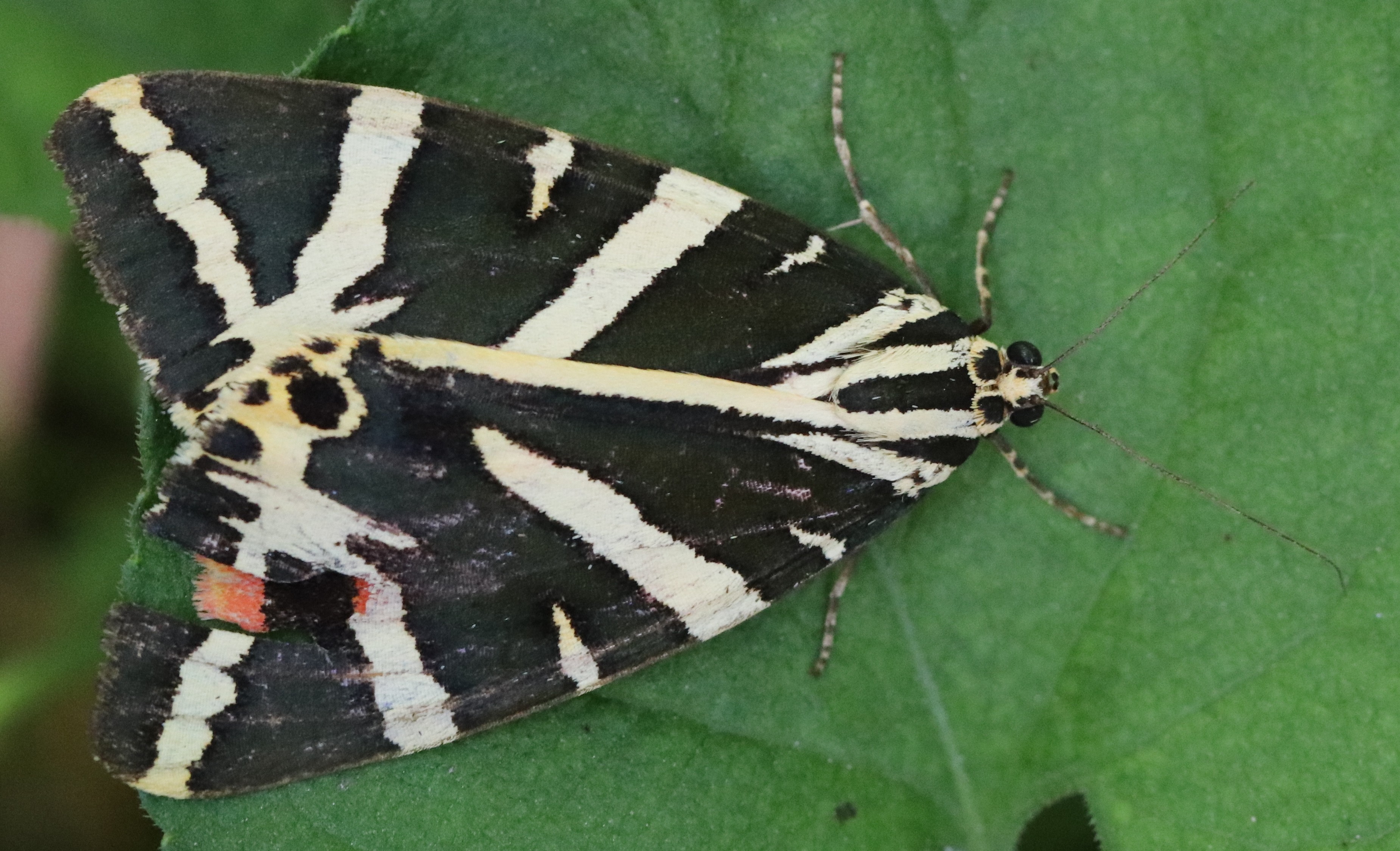 Euplagia quadripunctaria