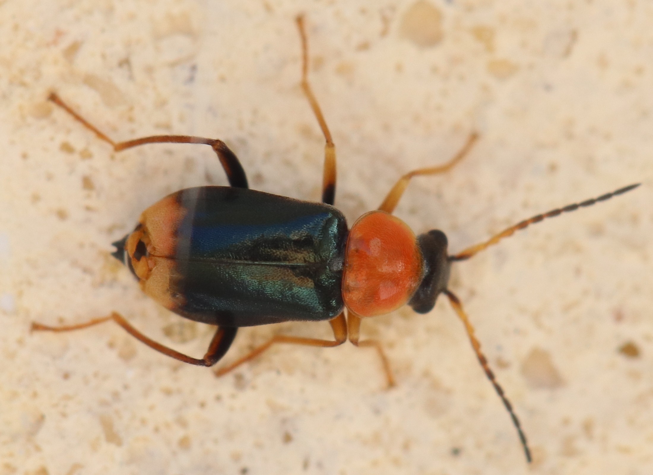 Ebaeus collaris