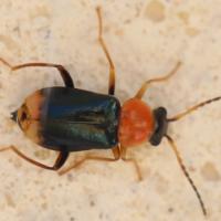 Ebaeus collaris