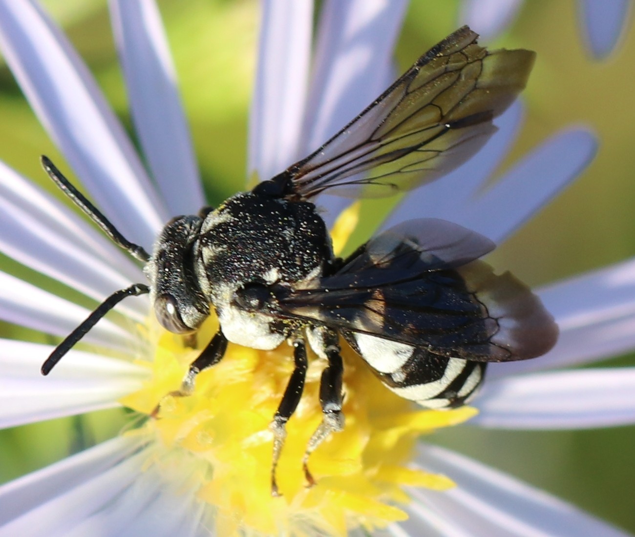 Epeolus fallax