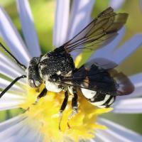 Epeolus fallax