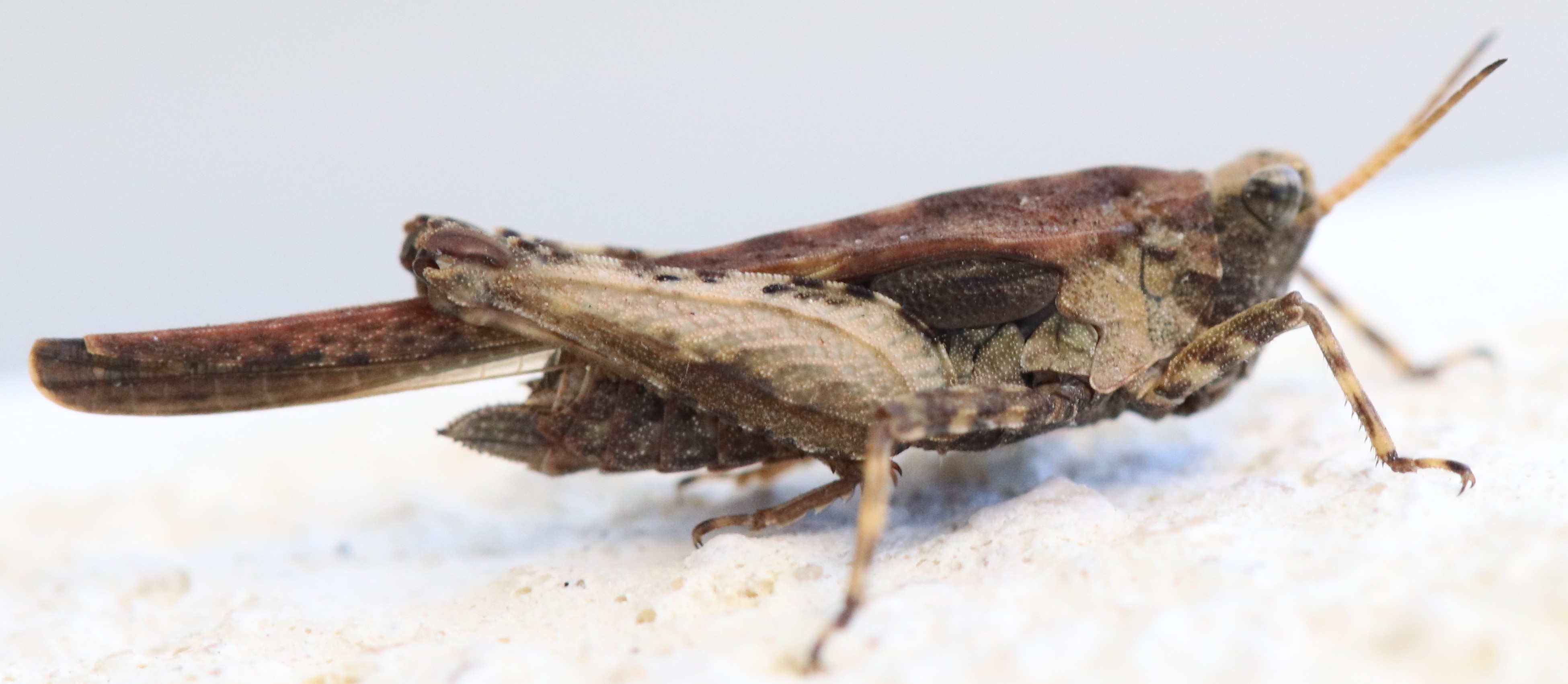 Tetrix subulata