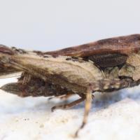 Tetrix subulata