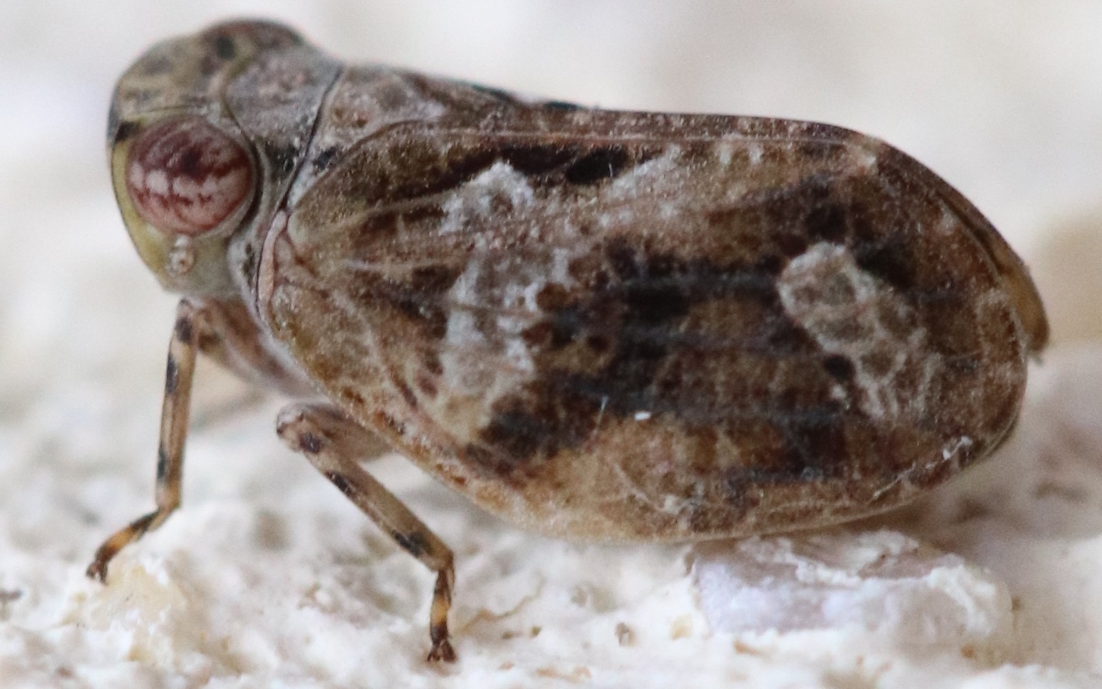 Latilica maculipes