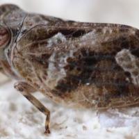 Latilica maculipes