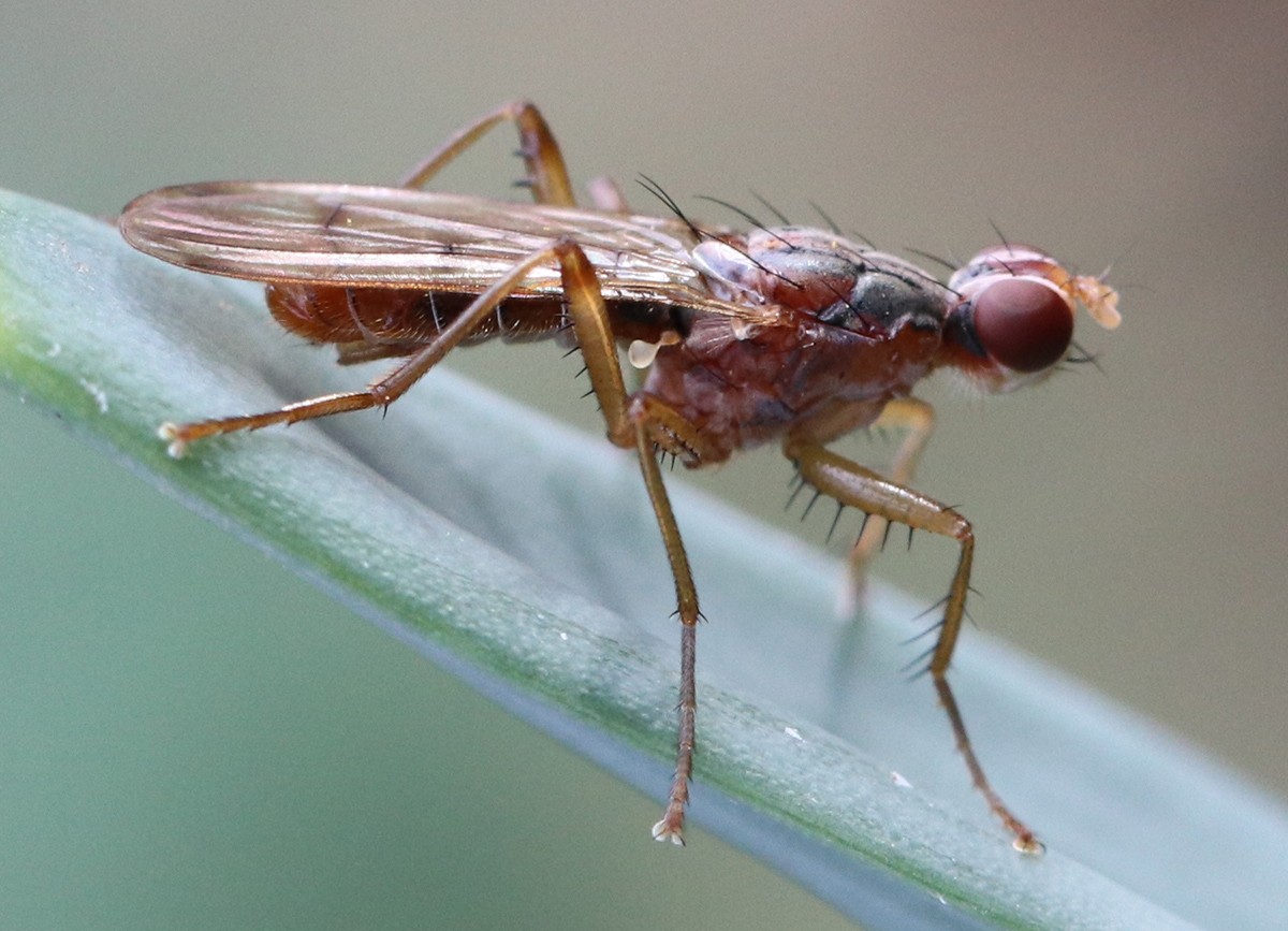 Norellia spinipes