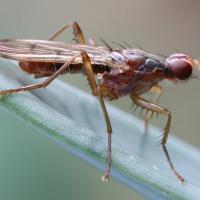 Norellia spinipes