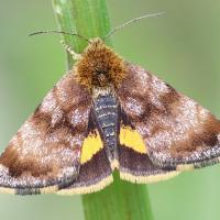 Panemeria tenebrata