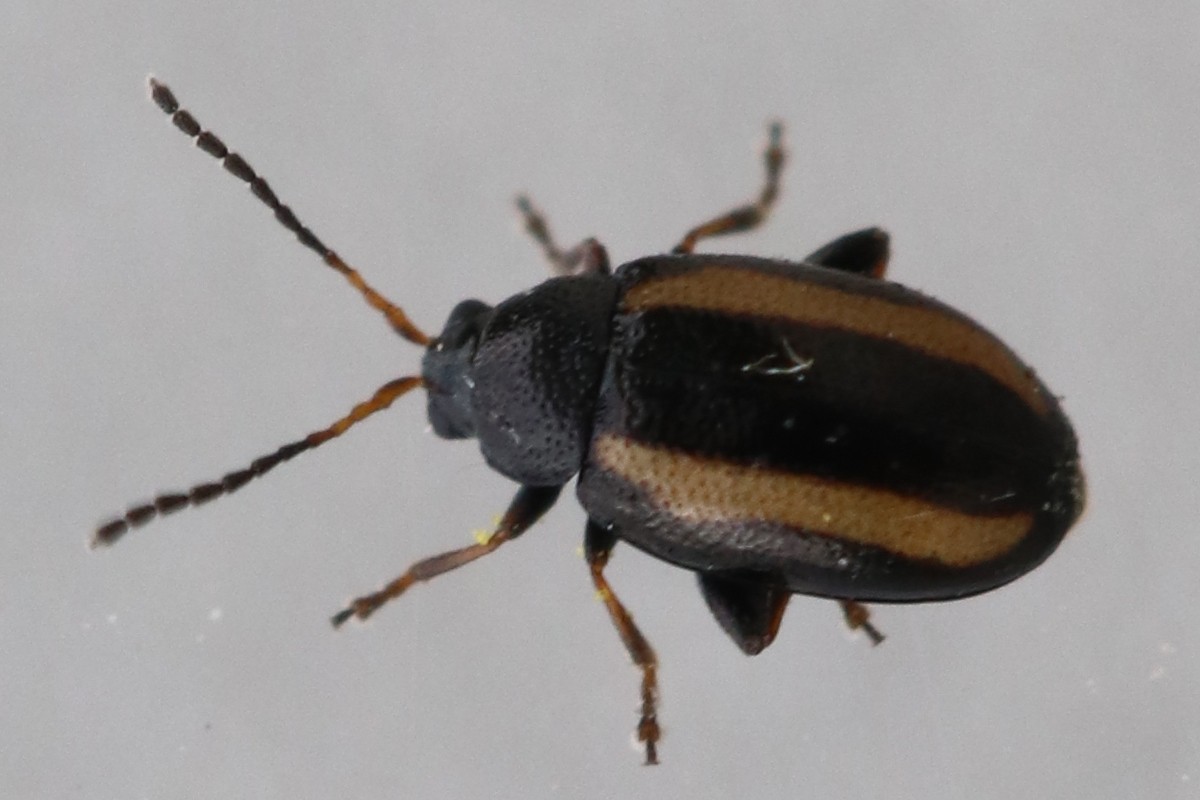 Phyllotreta nemorum