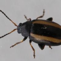 Phyllotreta nemorum