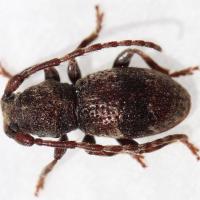 Parmena balteatus