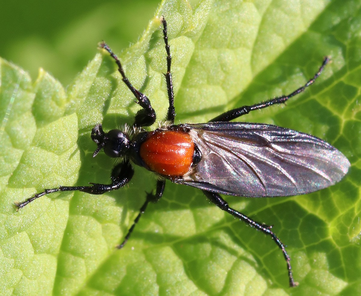 Bibio hortulanus femelle