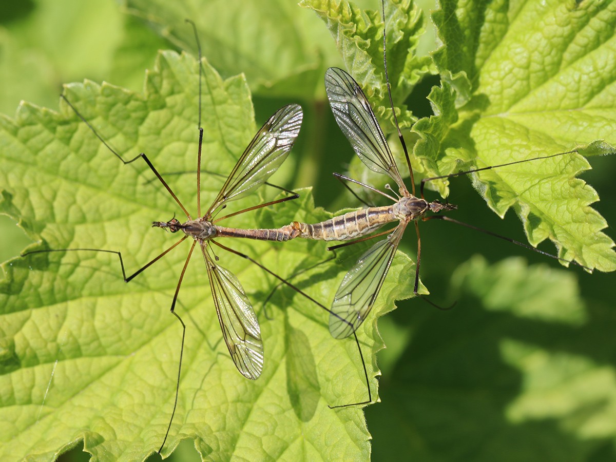 Tipula vernalis
