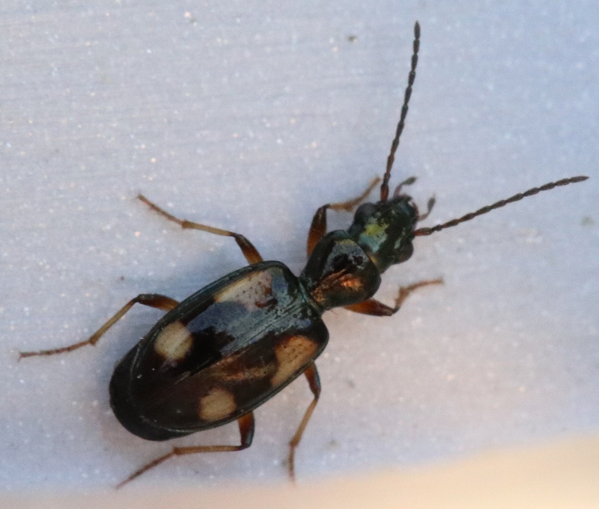 Bembidion cf. quadrimaculatum