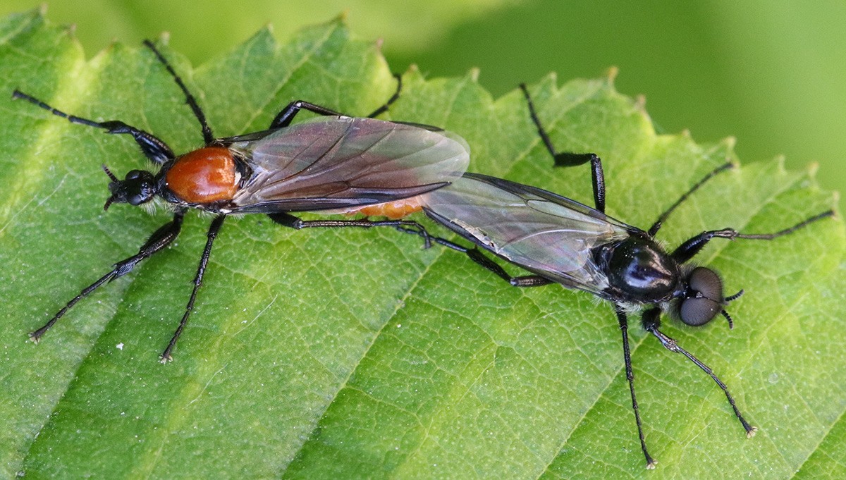 Bibio hortulanus couple