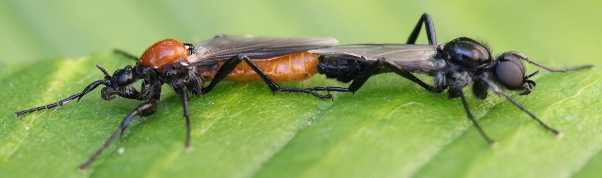 Bibio hortulanus couple
