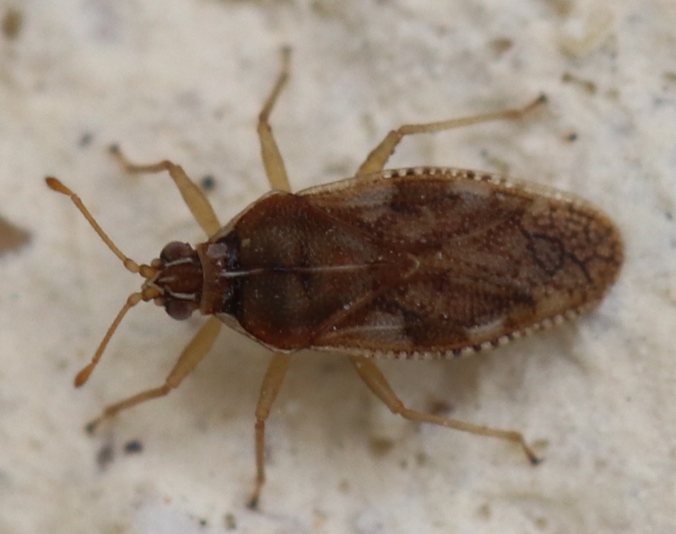 Monosteira unicostata