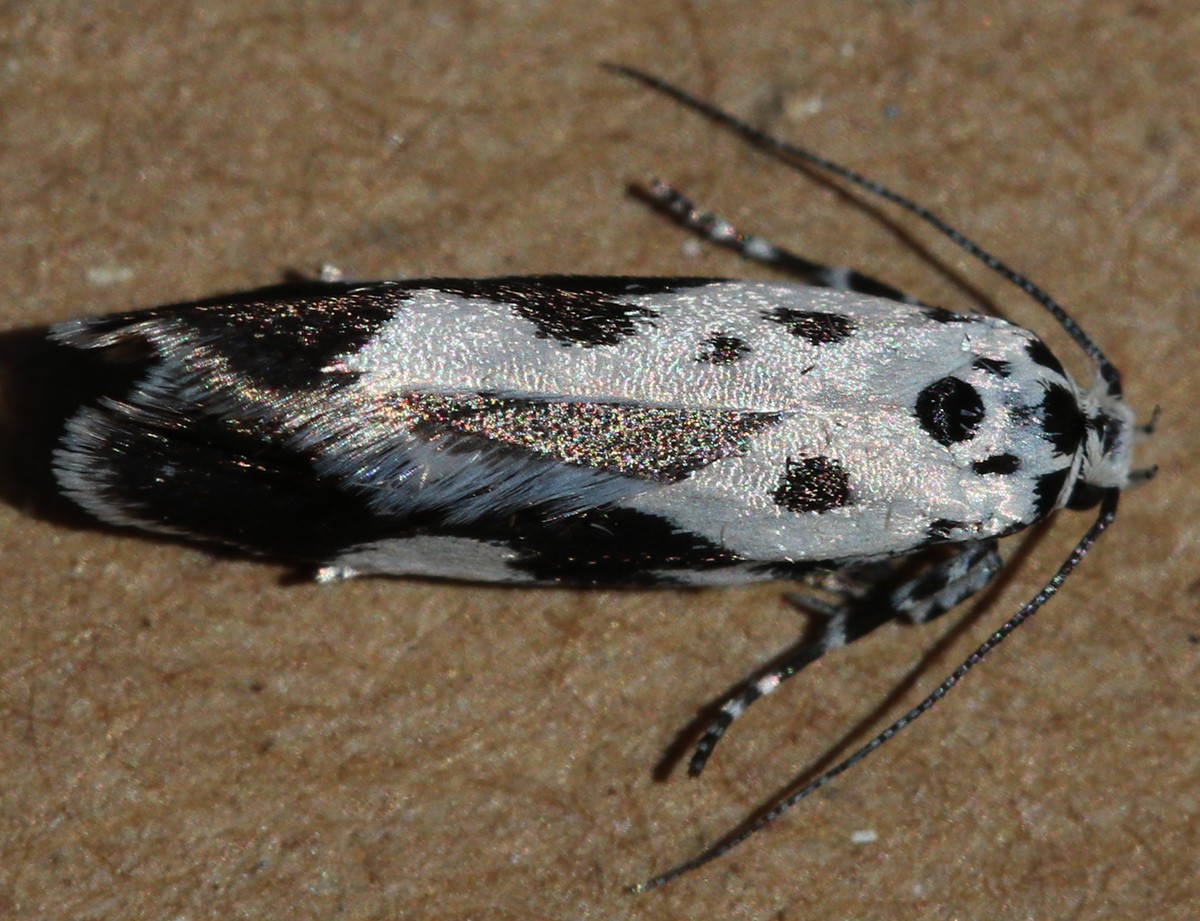 Ethmia quadrillella