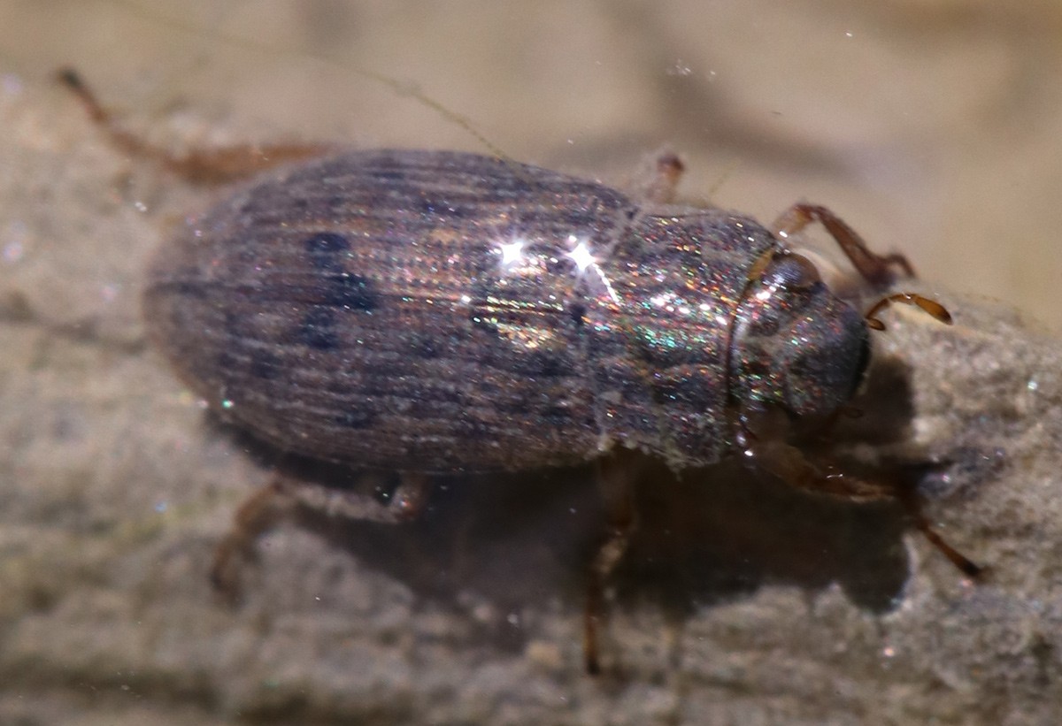 Helophorus sp.