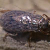 Helophorus sp.