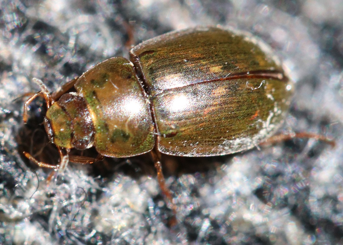 Enochrus bicolor