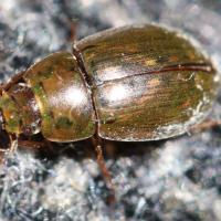 Enochrus bicolor