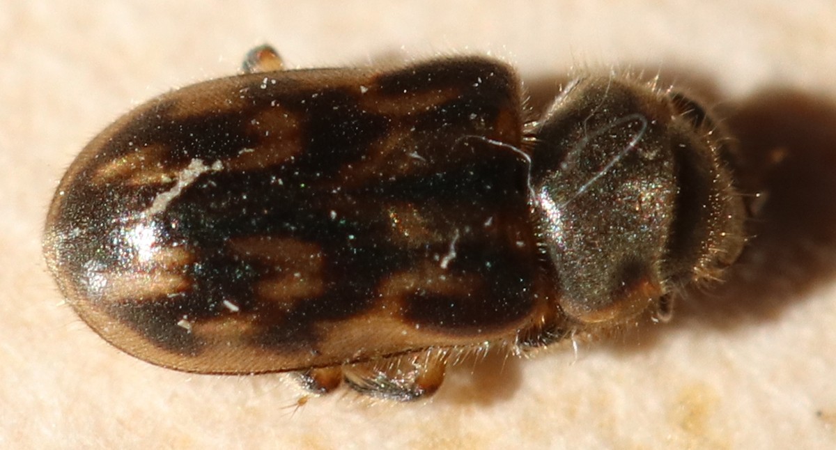 Heterocerus fenestratus