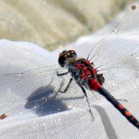 Leucorrhinia dubia