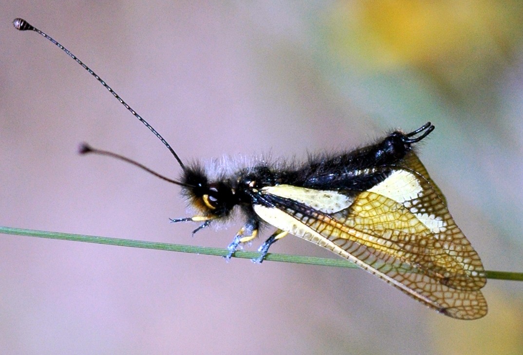 Libelloides coccajus
