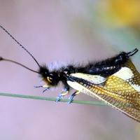 Libelloides coccajus