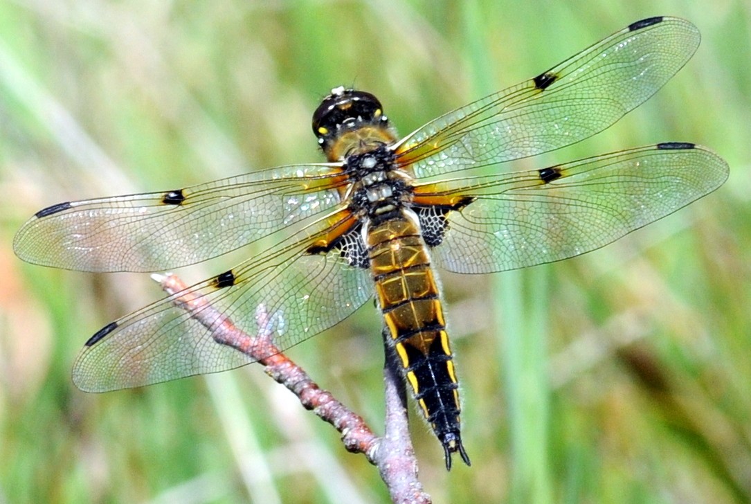 Libellula quadrimaculata