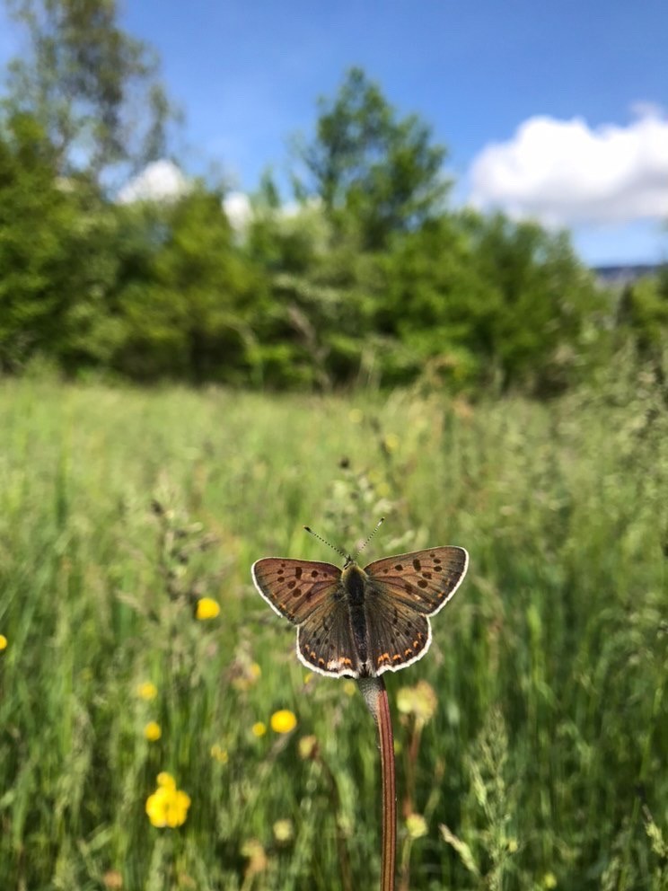 Lycaena tityrus mâle