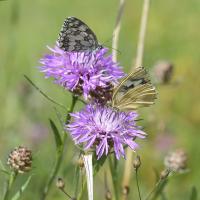 Melanargia galathea