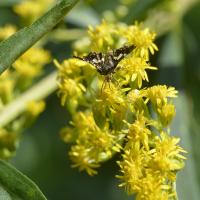 Thyris fenestrella 