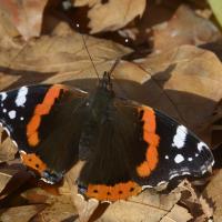 Vanessa atalanta
