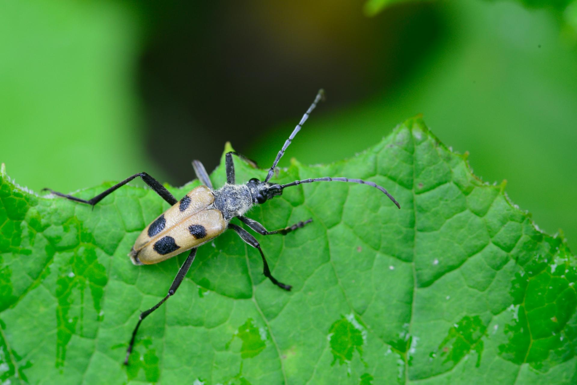 Pachyta quadrimaculata