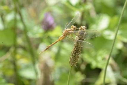 18 sympetrum flaveolum odonata libellulidae etang de gole montcarra 38 14 vii 2020 vue 1
