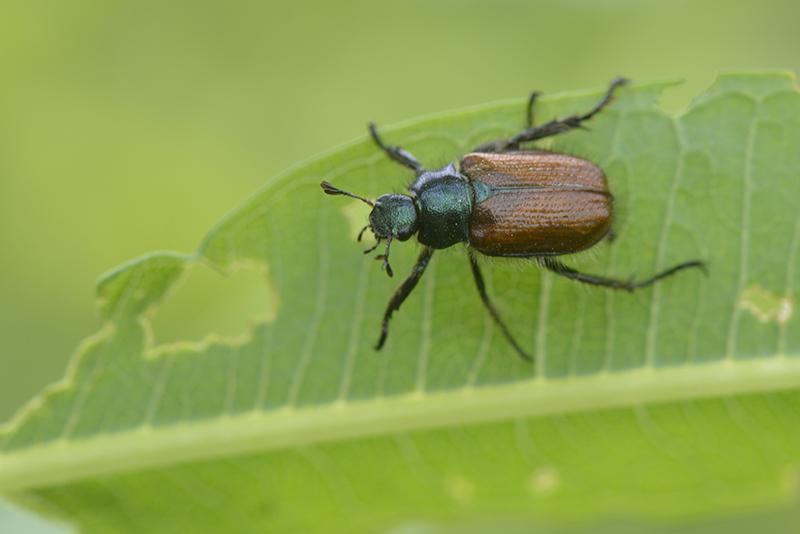 Phylloperta horticola - Coleoptera Scarabeidae
