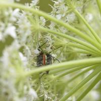 Anastrangalia sanguinolenta - Coleoptera Cerambycidae