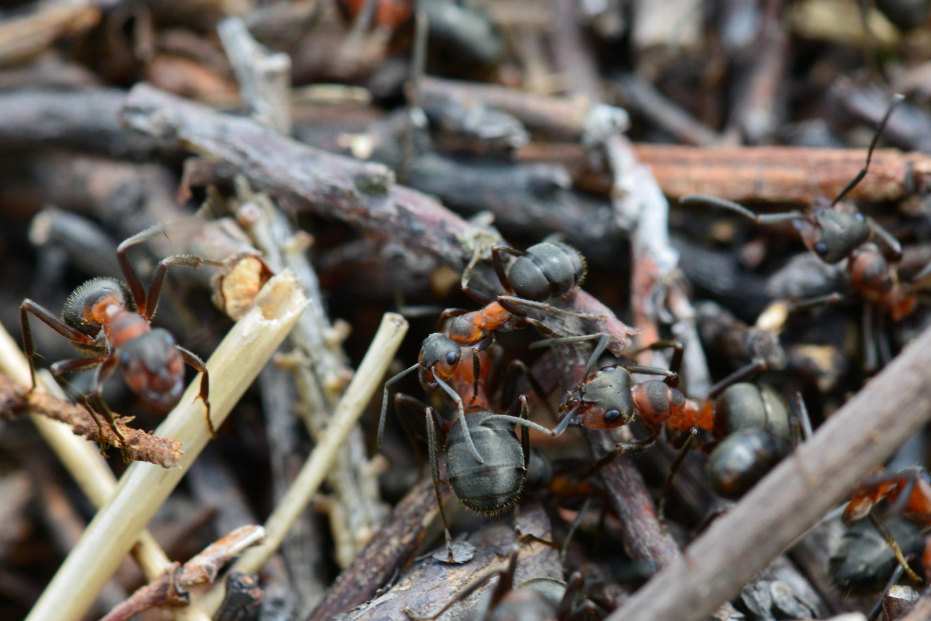 Formica (coptoformica) sp.