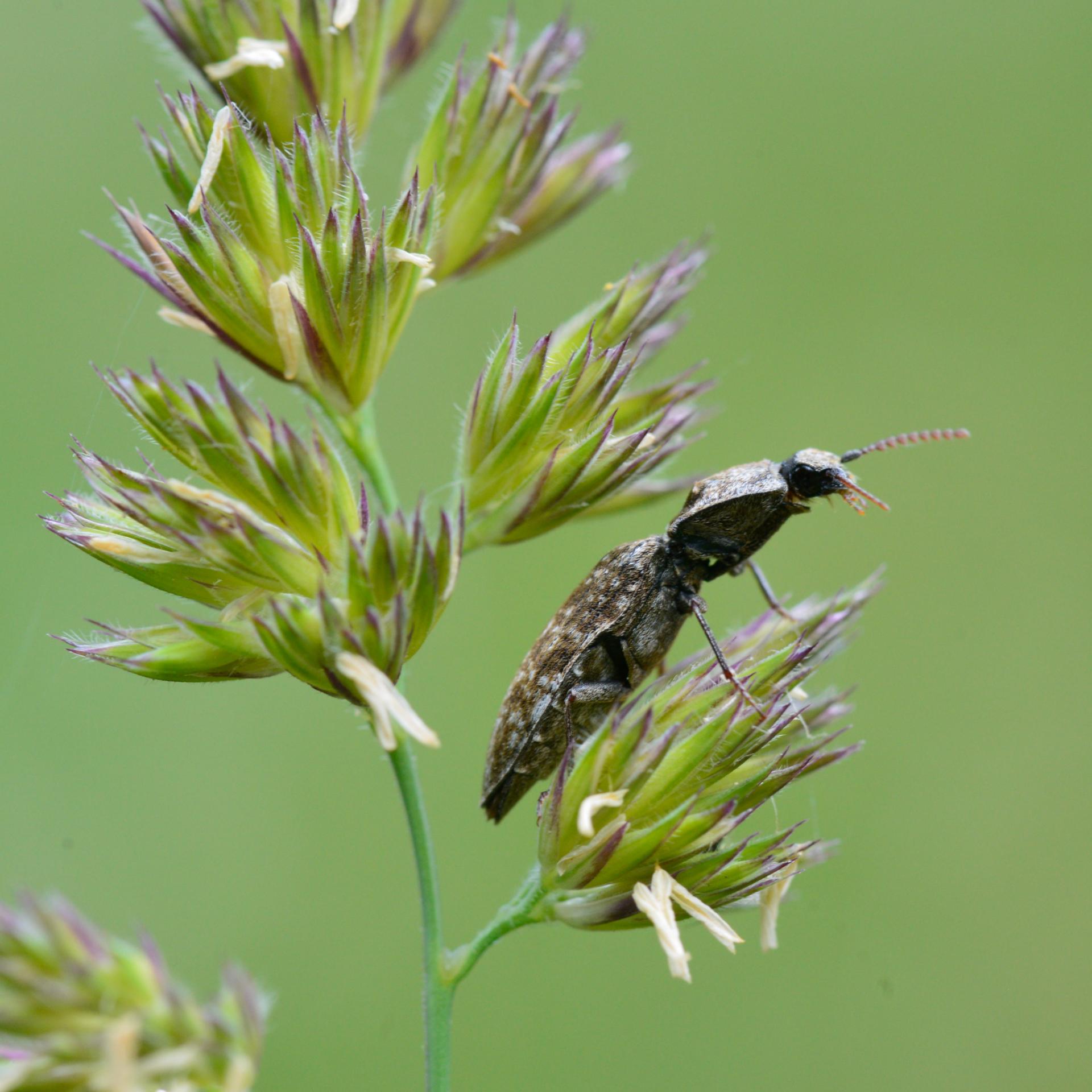 Agrypnus murinus